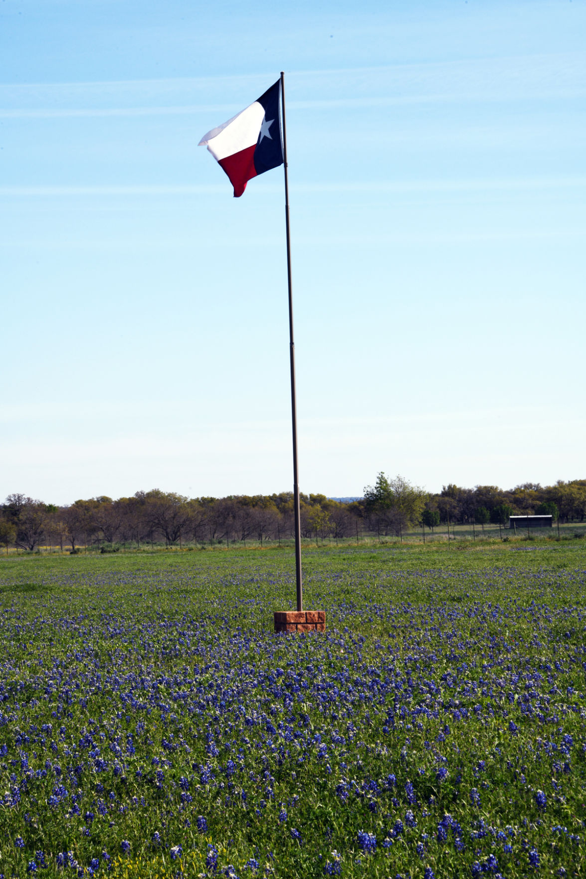 197 Texas flag in field of bluebonnets.JPG